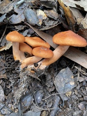 Lactarius rufulus