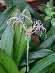 Hymenocallis