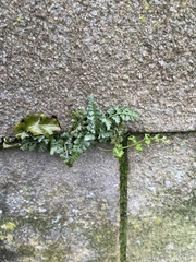 Asplenium adiantum-nigrum