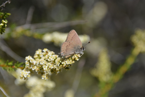Hedgerow Hairstreak photo 4