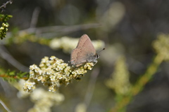 Satyrium saepium