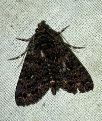 Coenipeta