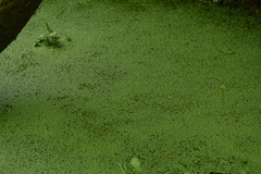 Callitriche lenisulca