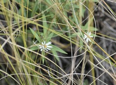 Symphyotrichum boreale