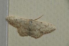 Idaea camparia