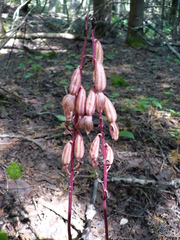 Corallorhiza striata