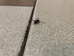 Steatoda