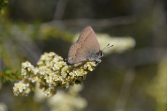 Satyrium saepium