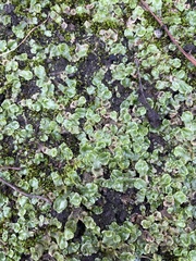 Lunularia cruciata