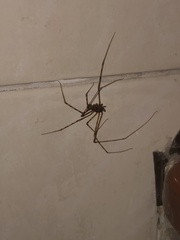 Scytodes globula