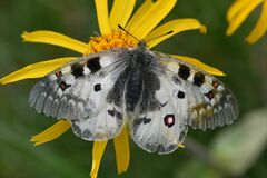 Parnassius phoebus sacerdos