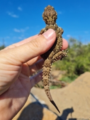 Chondrodactylus bibronii