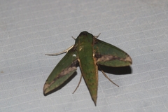 Xylophanes chiron