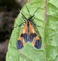 Dycladia