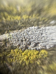 Fungi
