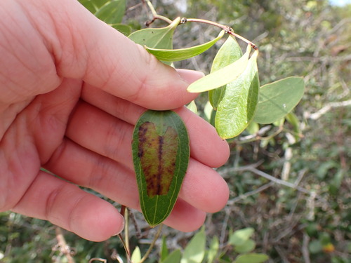 Chilocampyla dyariella photo 4