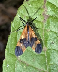 Dycladia