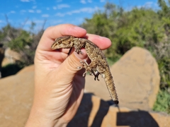 Chondrodactylus bibronii