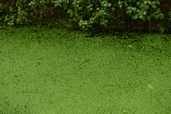 Callitriche lenisulca