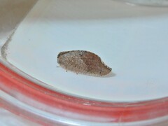 Drepanacra binocula