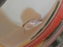Drepanacra binocula