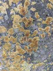 Calogaya