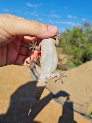 Chondrodactylus bibronii