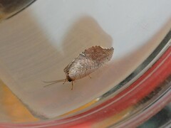 Drepanacra binocula