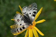 Parnassius phoebus sacerdos