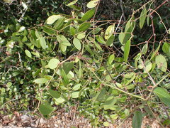 Smilax auriculata