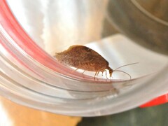Drepanacra binocula