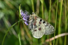 Parnassius phoebus sacerdos