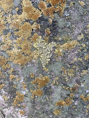 Xanthoria parietina