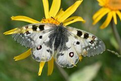 Parnassius phoebus sacerdos