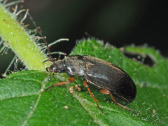 Isomira