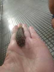 Eacles imperialis