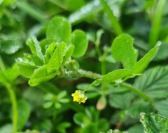 Medicago lupulina