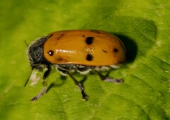 Lachnaia italica