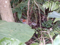 Pomatorhinus musicus