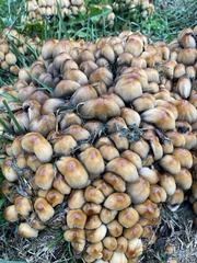 Coprinellus