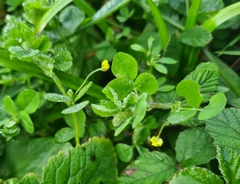 Medicago lupulina