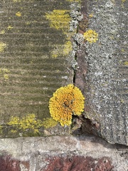 Xanthoria parietina