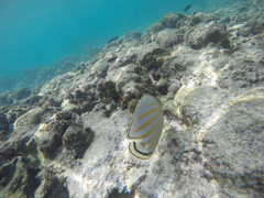 Chaetodon ornatissimus
