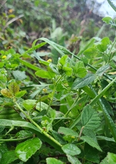 Medicago lupulina