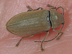 Dascillus cervinus
