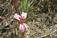 Pelargonium pinnatum