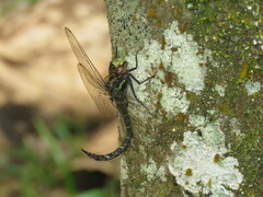 Rhionaeschna psilus