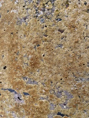 Calogaya