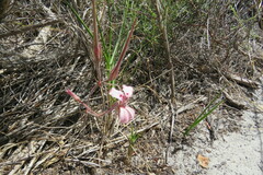 Pelargonium pinnatum