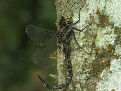 Rhionaeschna psilus